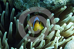 Clownfish hiding in anemone