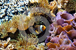 Clownfish hiding between anemones