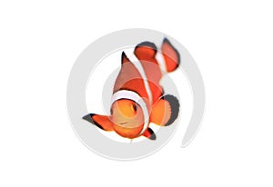 Clownfish