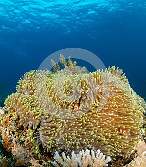 Clownfish in a large anemone on a tropical coral reef