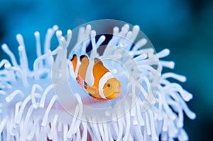 Clownfish live in bleached sea anemone