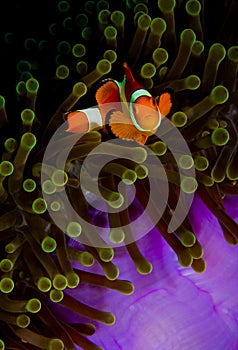 Clownfish looking into the camera from anemone