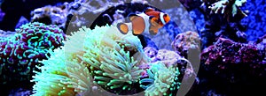 Clownfish nemo in coral reef aquarium