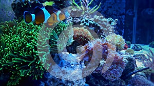 Clownfish nemo on green coral