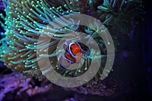 Clownfish nemo in marine tank