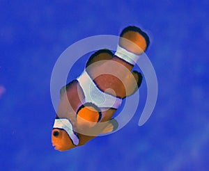 Clownfish (nemo) at sea life centre hunstanton - 25/9/16
