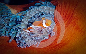 A Clownfish nestles in the tentacles of its host Magnificent Anemone, Raja Ampat, Indonesia