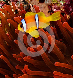 Clownfish next to a vivid ref host anemone