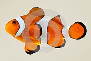 Clownfish Photographed on White Backgroun