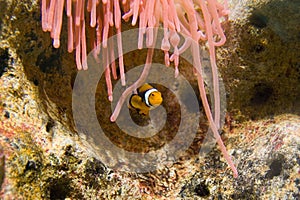 Clownfish and Pink Anemone