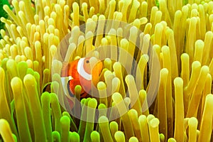 Clownfish during a plankton bloom