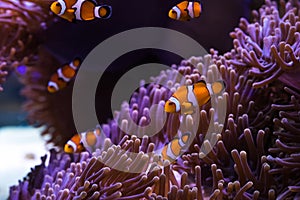 Clownfish and sea anemone