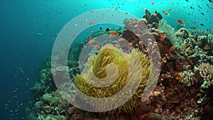 Clownfish in a sea anemone. 4k