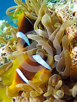 Clownfish and Sea Anemone