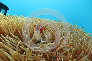 Clownfish in the sea anemone photo