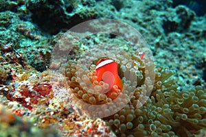 Clownfish in the sea anemone photo