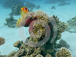 Clownfish in the sea anemone at the bottom of the Red sea in Egypt