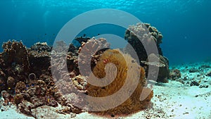 Clownfish in a sea anemone