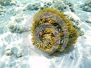 Clownfish with sea anemones under sea, Surin Islands, Thailand