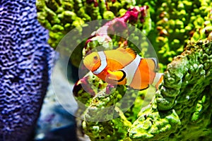 Clownfish in The Sea life aquarium in Bangkok