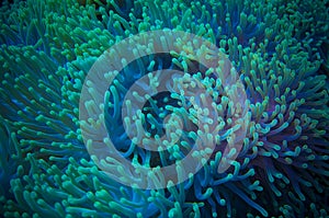 Clownfish shelters in its host anemone