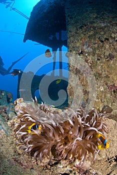 Clownfish on ship wreck