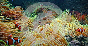 Clownfish and surgeonfish swim in anemones on coral reef. Red Sea or two-banded anemonefish. Marine fish feeds on algae