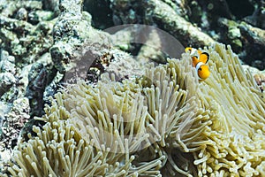 Clownfish at Surin national park