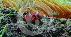 Clownfish swim in anemones on coral reef. Red Sea or two-banded anemonefish. Marine fish feeds on algae and zooplankton photo