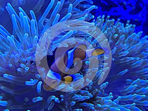 clownfish swimming among glowing blue anemone tentacles in harmony.