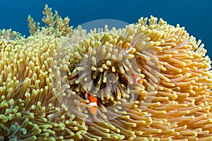 Clownfish on a tropical reef