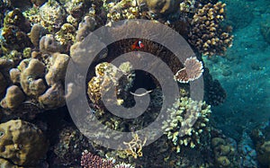 Clownfish in tropical seashore underwater photo. Coral reef animal.