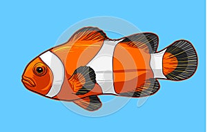 Clownfish vector icon on a blue background