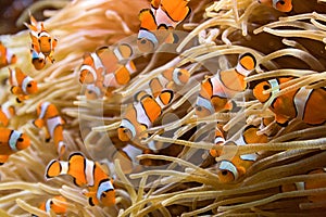 Clownfishes