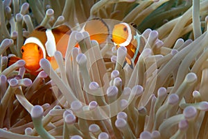 Clownfishes in anemones