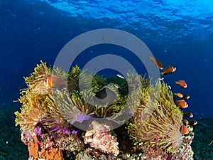 Clownfishes anphiprion nigripes sharing their anemone with a damsel fish in the Maldives reef in the Indian Ocean