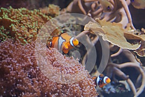 Clownfishes with sea anemone