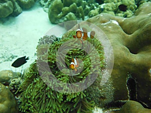 Clownish and Anemones Flower , Lipe Island Southern of Thailand