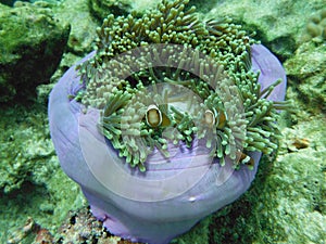Clownish and Anemones , Lipe Island Southern of Thailand