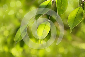 Clse up Green leaf on branch nature abstract style