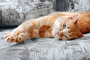 Clseup of ginger cat lying on couch and stretching itself