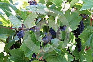 Clseup of vnes with purple grapes in vineyard