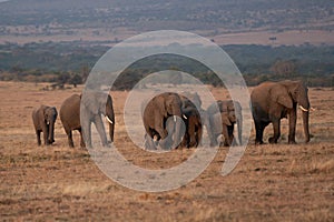 Clsoe up of African Bush Elephants