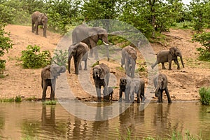 Clsoe up of African Bush Elephants walking on the road in wildlife reserve.