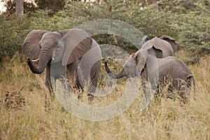 Clsoe up of African Bush Elephants walking on the road in wildlife reserve.