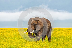 Clsoe up of African Bush Elephants walking on the road in wildlife reserve.