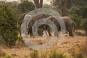Clsoe up of African Bush Elephants walking on the road in wildlife reserve. Maasai Mara,