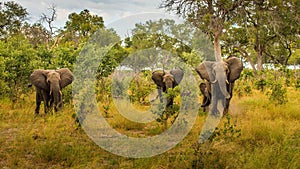 Clsoe up of African Bush Elephants walking on the road in wildlife reserve. Maasai Mara,