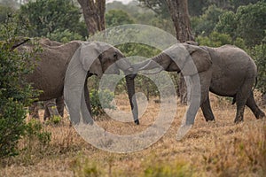 Clsoe up of African Bush Elephants walking on the road in wildlife reserve. Maasai Mara, Kenya