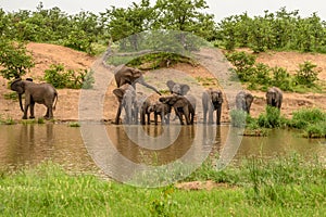 Clsoe up of African Bush Elephants walking on the road in wildlife reserve.